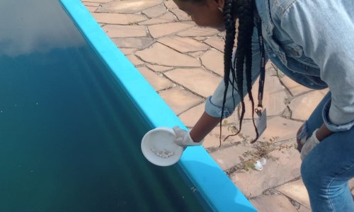 Barra Mansa segue com ações de conscientização e prevenção à dengue